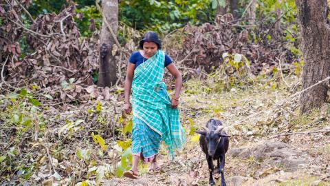 Goat Farming